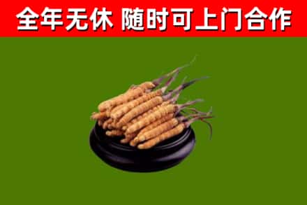 宿豫区烟酒回收冬虫夏草.jpg